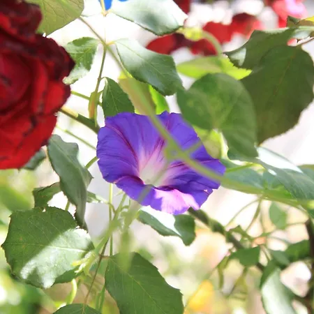 Апартаменты 6901a *